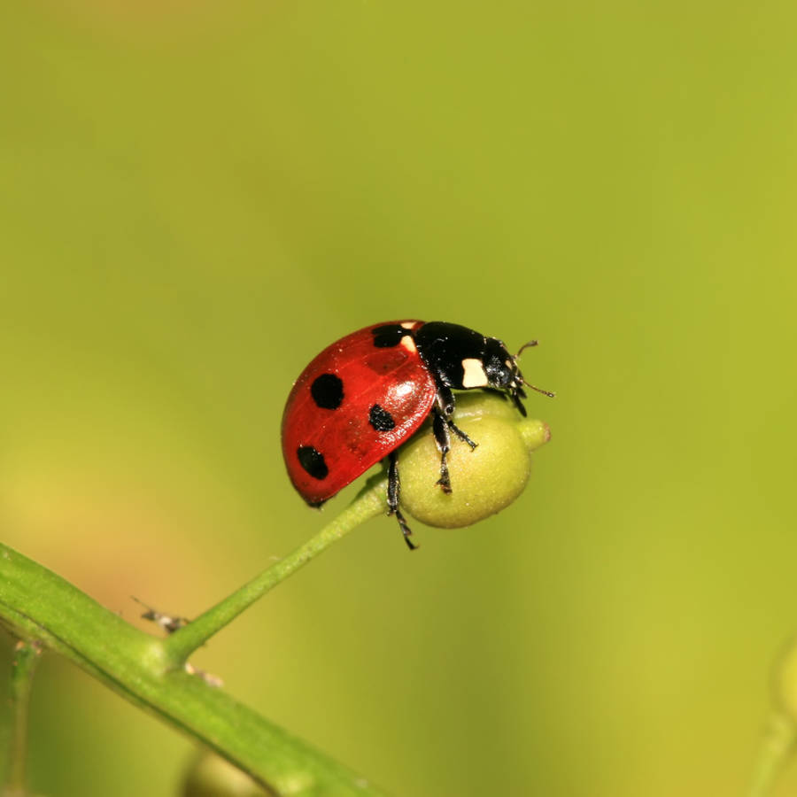 Qué insectos interesa atraer al huerto y al jardín para evitar plagas peores