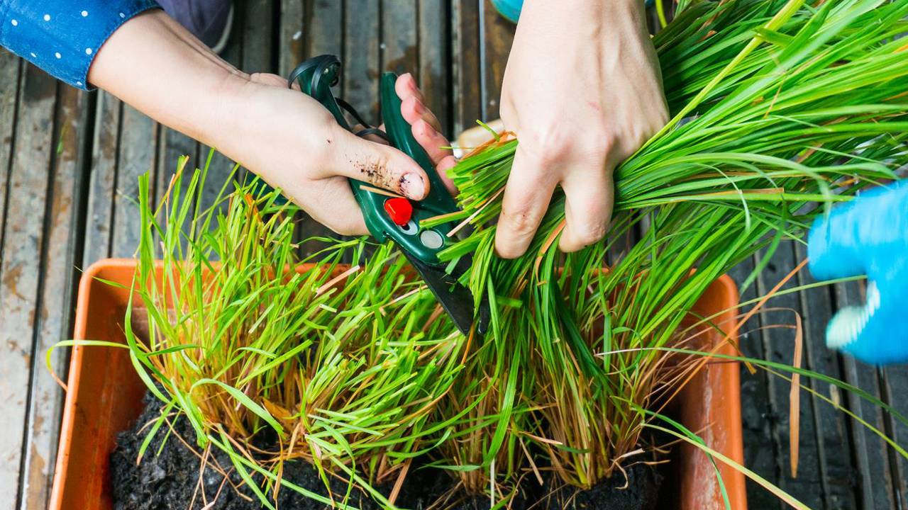 maceta citronela lemongrass