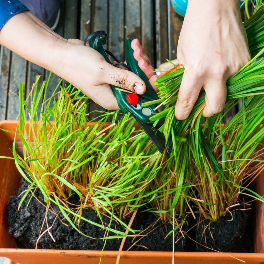 Cómo cuidar una planta de citronela en maceta para que crezca bien fuerte y aromática