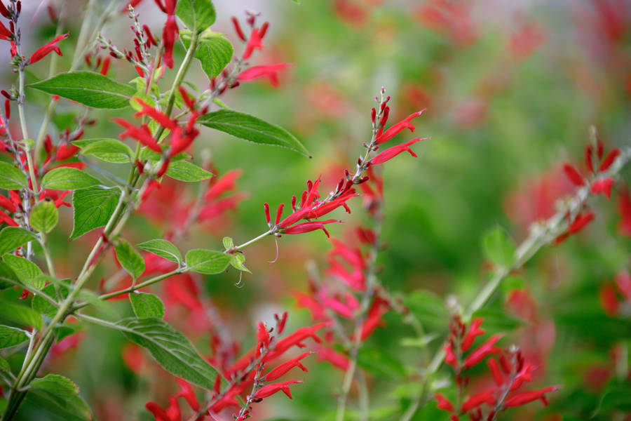 salvia de piña