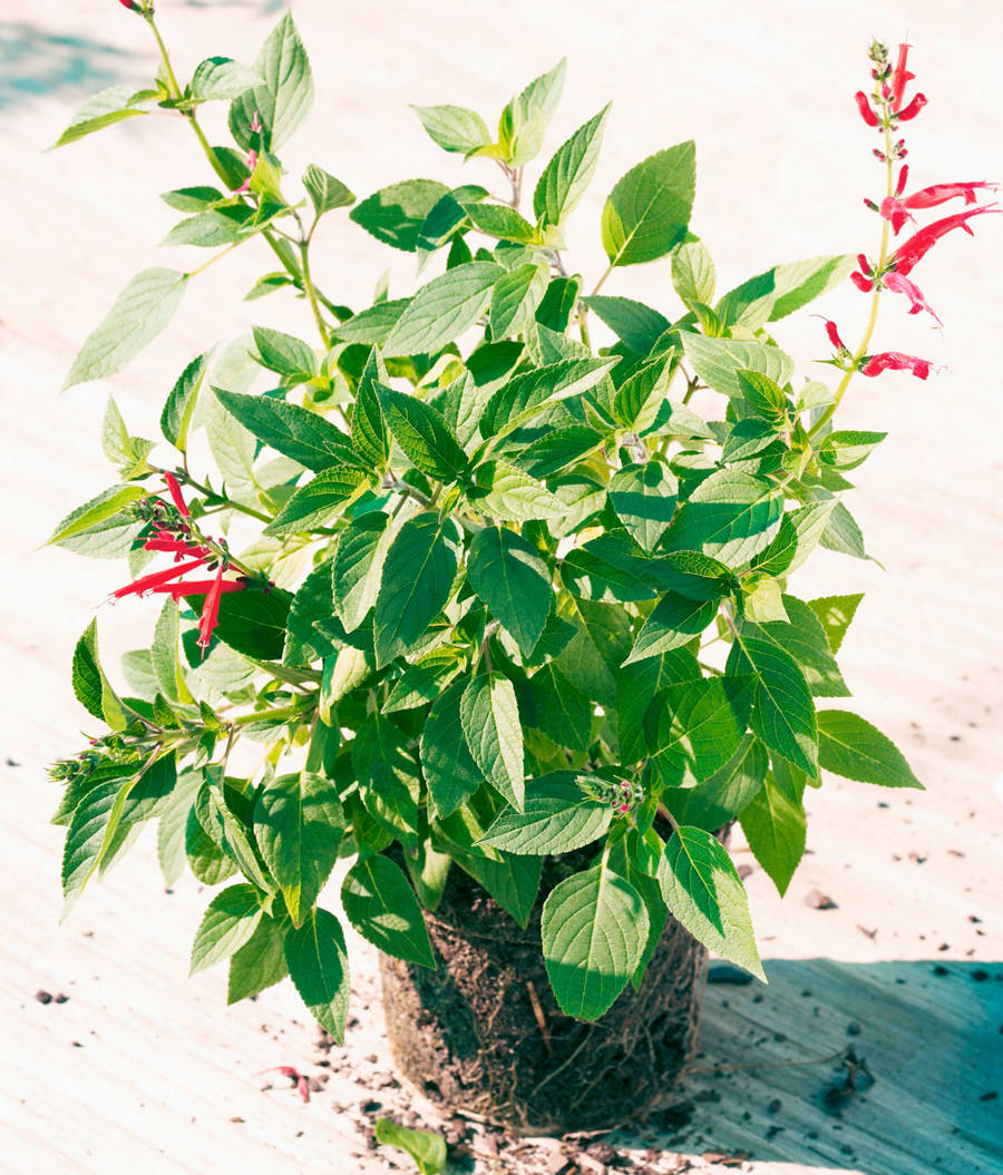 Salvia elegans (o S. rutilans) en maceta