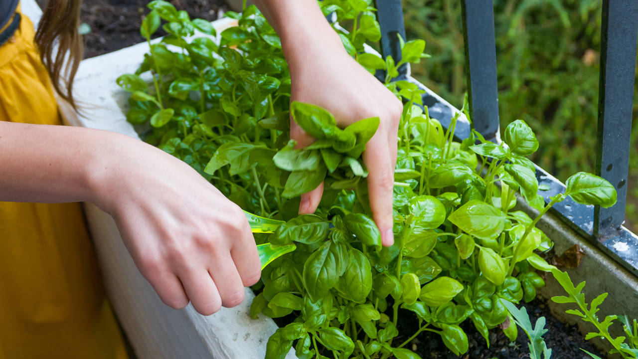 albahaca