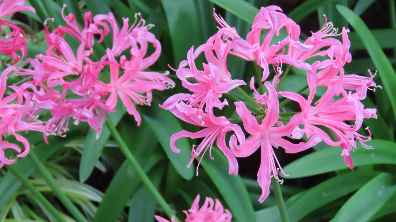 Azucena de Guernsey
