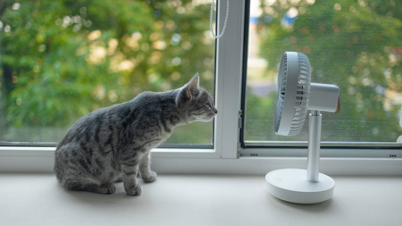 gato frente a un ventilador