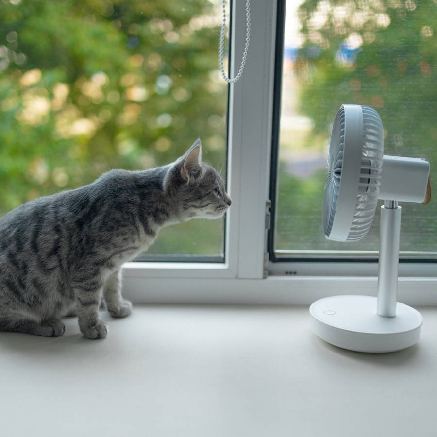Cómo mantener a los gatos frescos en verano: los mejores trucos para que estén cómodos y tranquilos