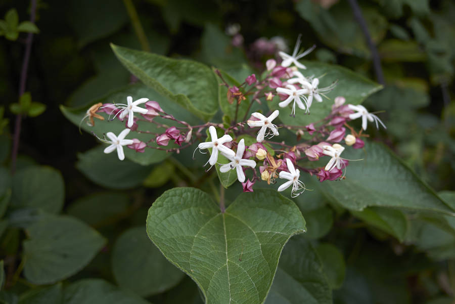 Clerodendrum trichotomum