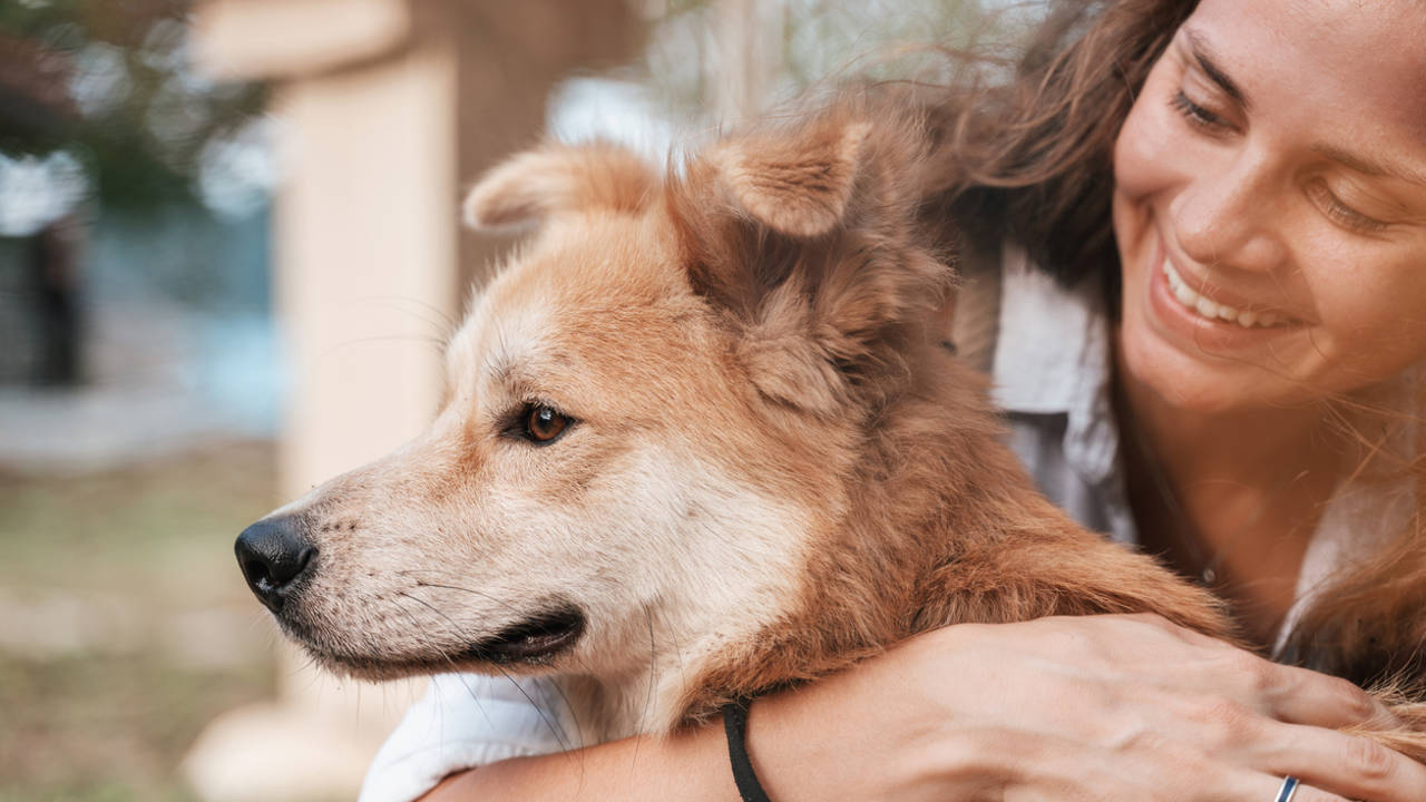 adopción de perros y gatos