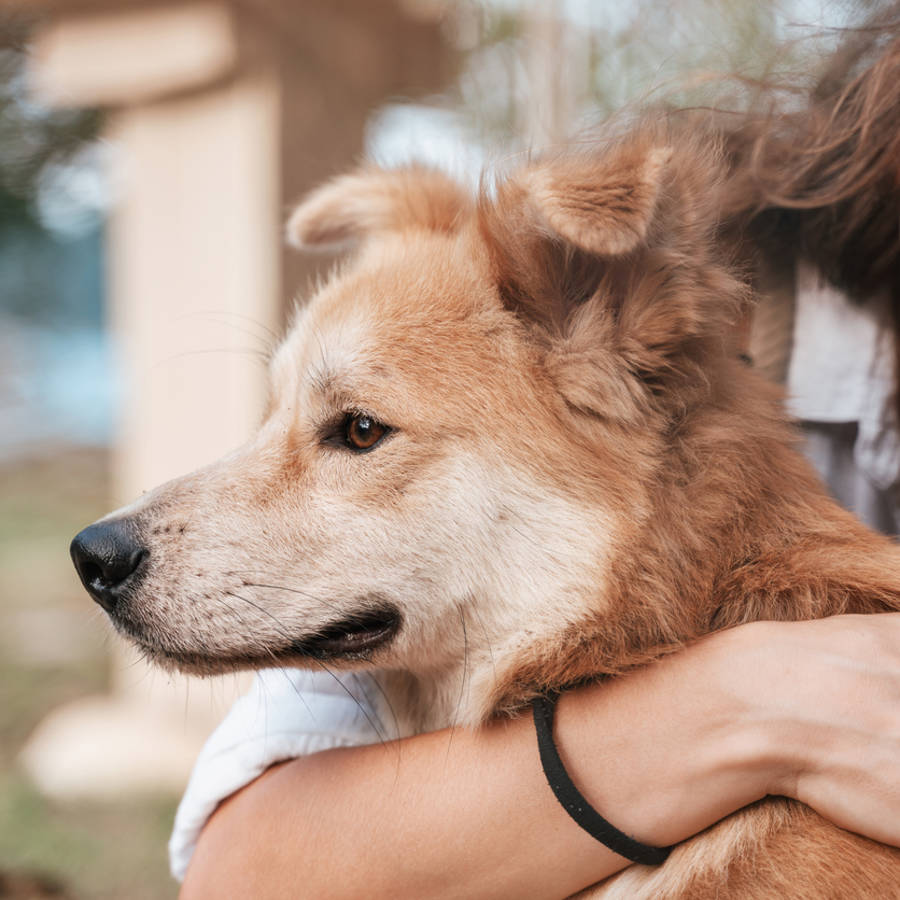 adopción de perros y gatos