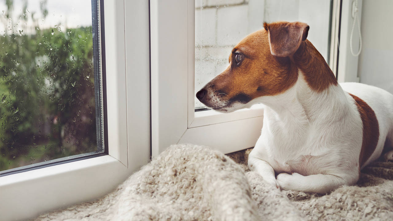 ansiedad por separación en los perros