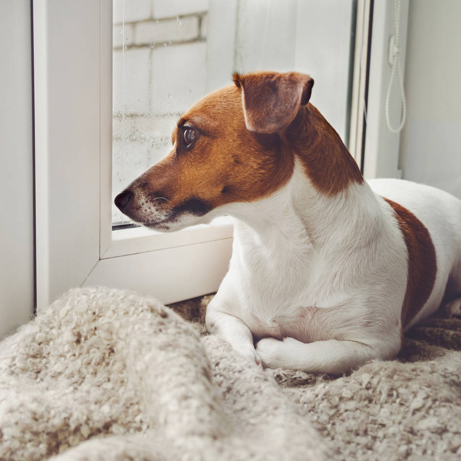 Ansiedad por separación en perros: cómo ayudarles en la vuelta a la rutina