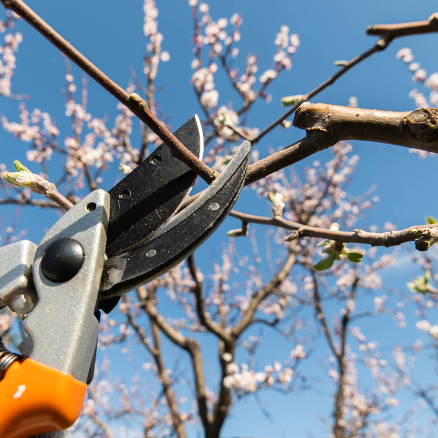 Los cerezos se podan ahora: los trucos para hacerlo bien y asegurarte una buena cosecha el año que viene 