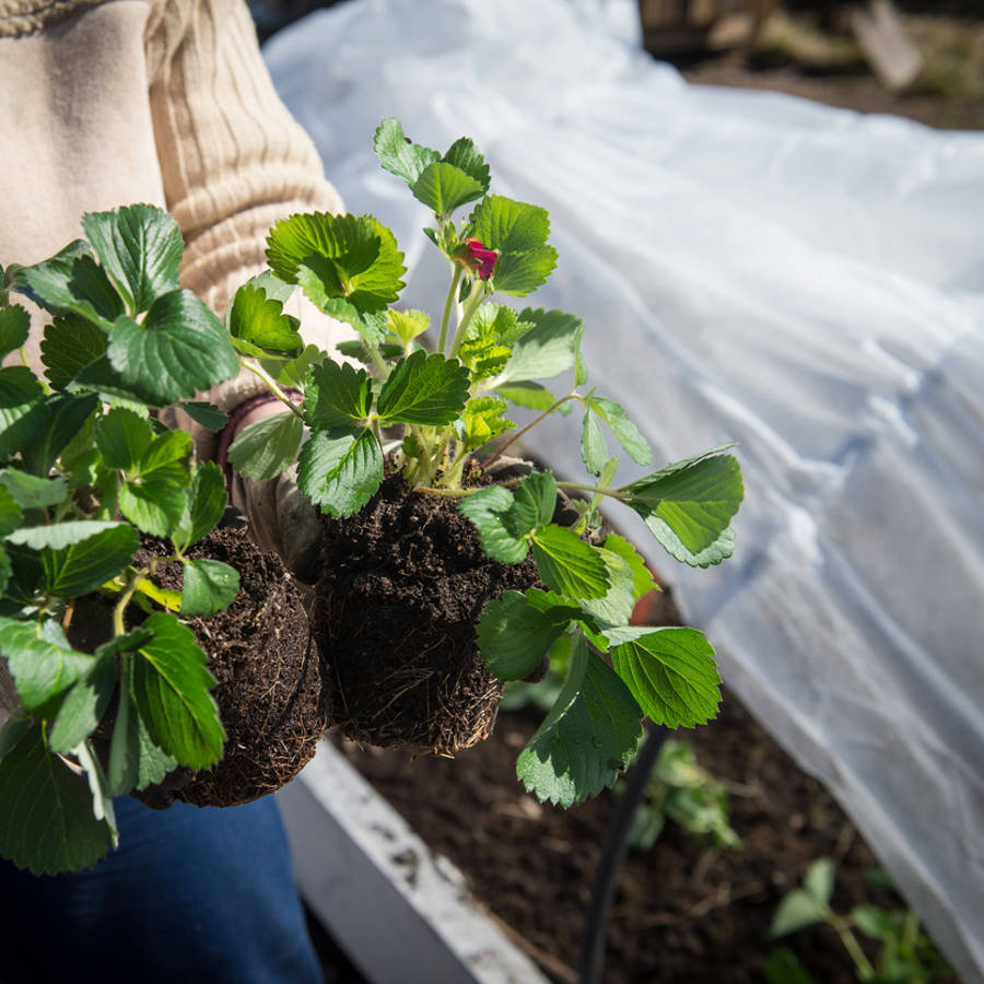 Cómo montar un mini invernadero en el huerto o el jardín para que tus plantas prosperen pase lo que pase