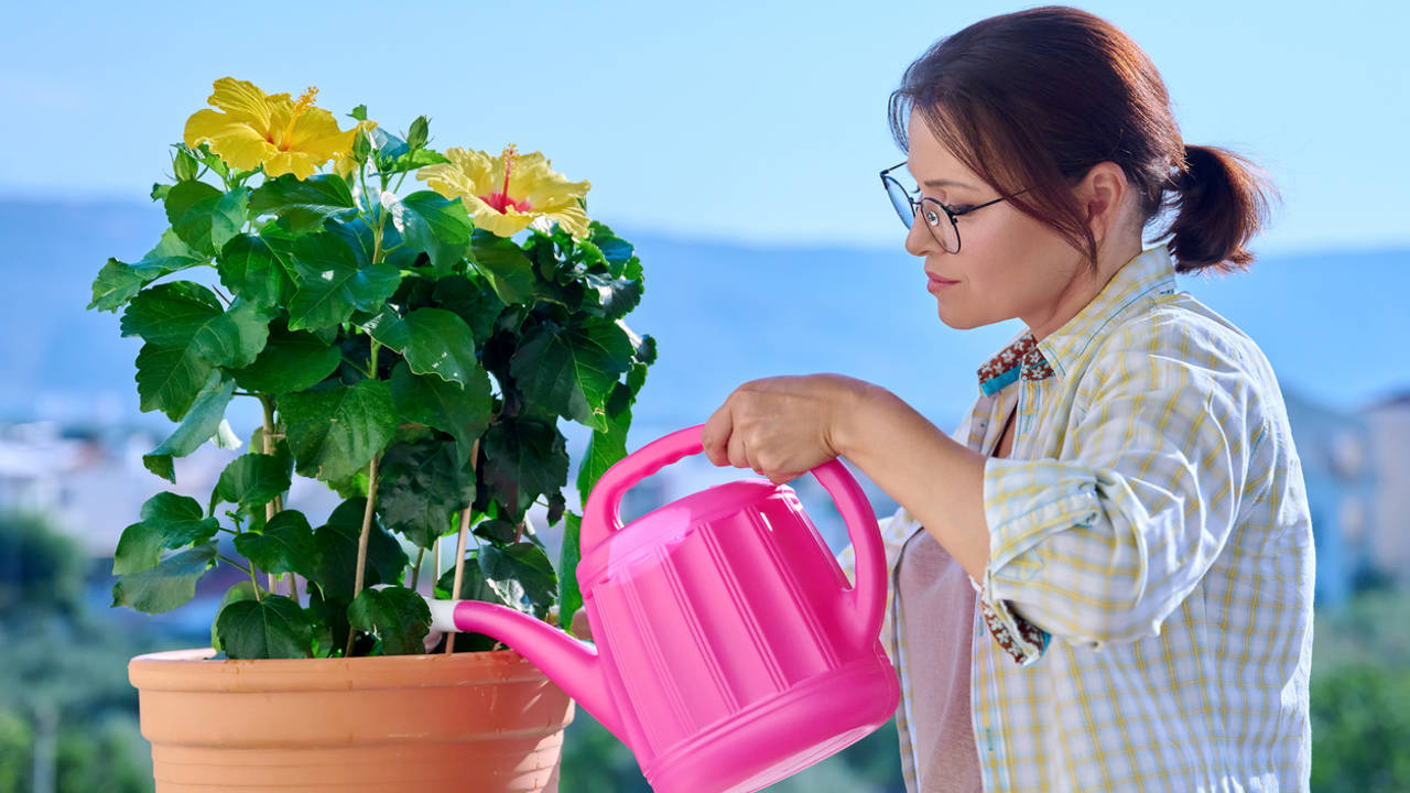 Mujer regando un hibisco