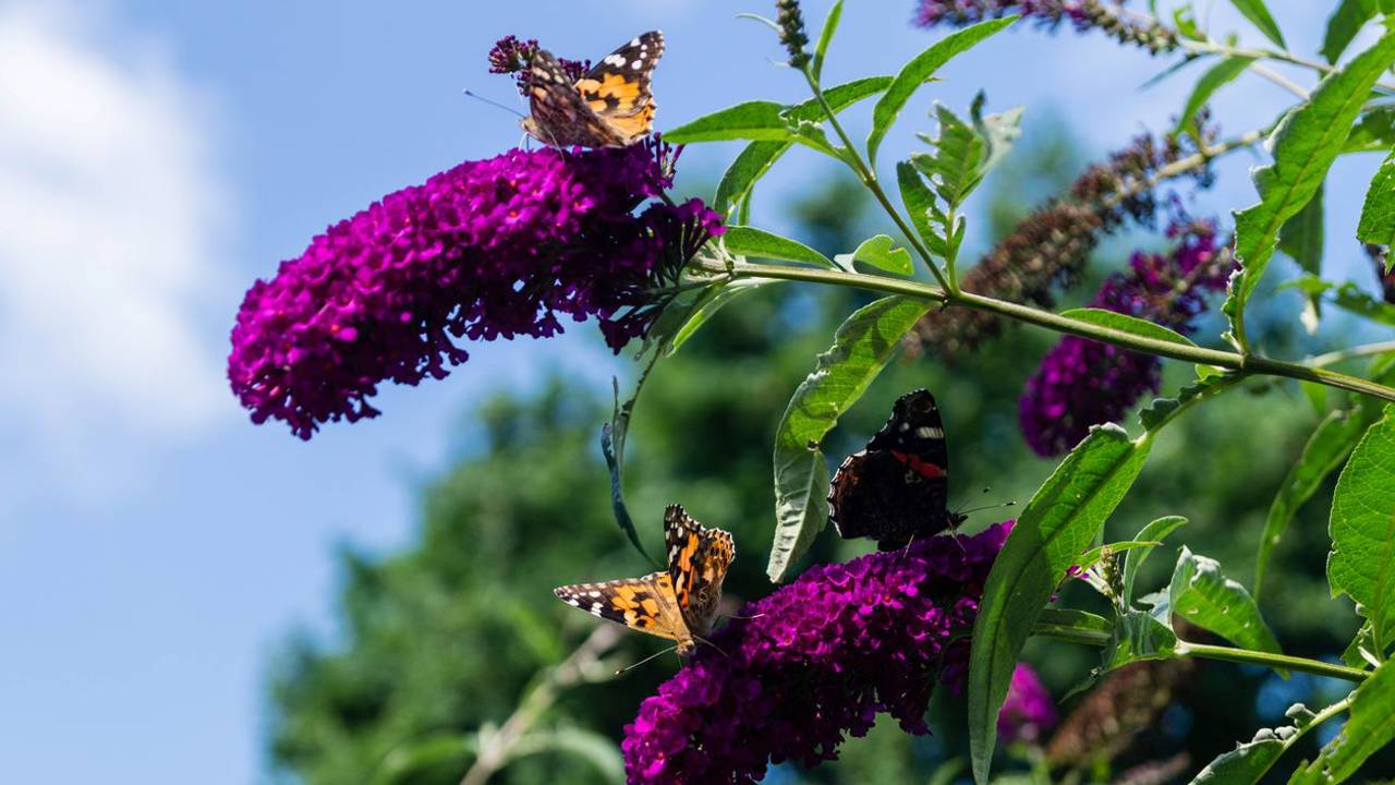 buddleia flor mariposa