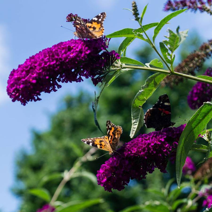 5 plantas invasoras son muy bonitas, pero problemáticas para el jardín o el balcón