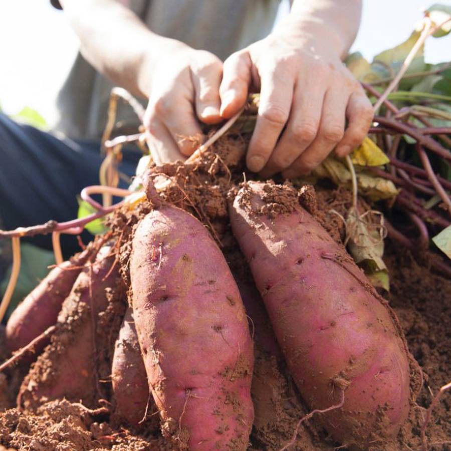 El sustituto de la patata que provoca menos picos de glucosa y está delicioso 