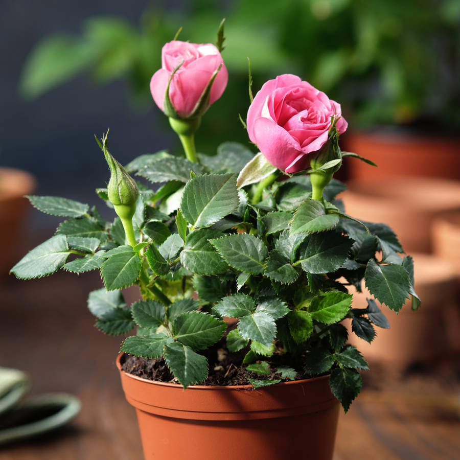 Cómo cuidar tu rosal mini en otoño e invierno para que vuelva a florecer con fuerza en primavera