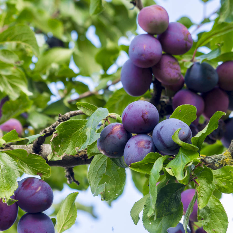 Estos son los árboles frutales que deberías podar en septiembre (y cómo hacerlo)