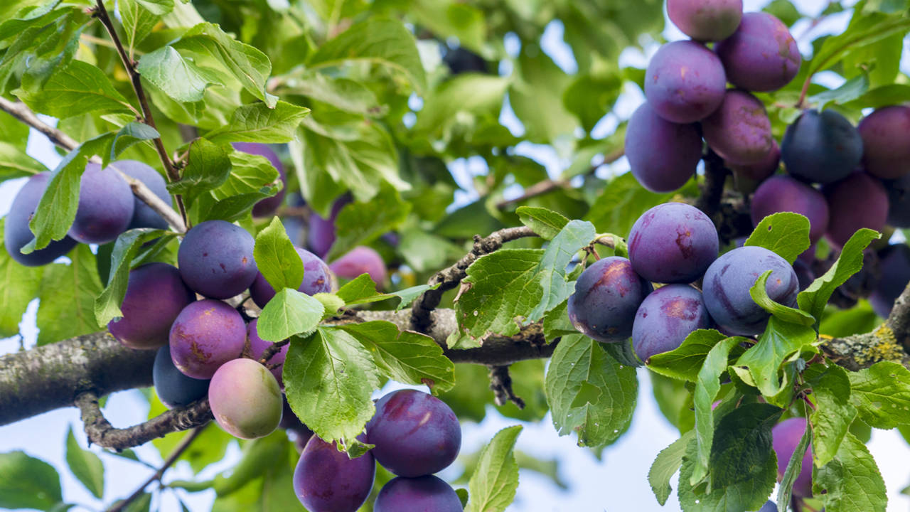 Ciruelas en el árbol