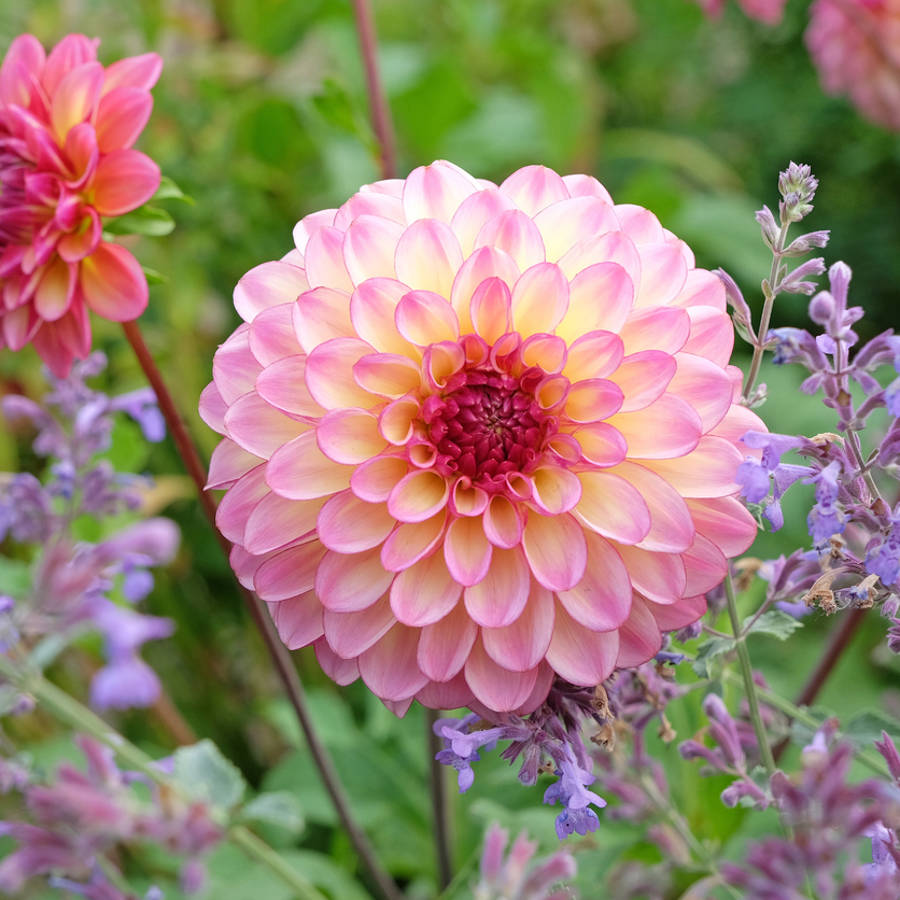 Esta es la pareja ideal de flores para el jardín en septiembre