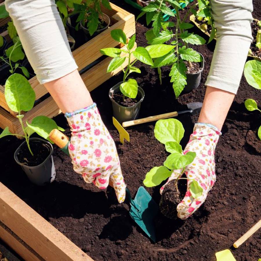 Prepara tu huerto para el otoño en 9 pasos (y disfruta más adelante del resultado)