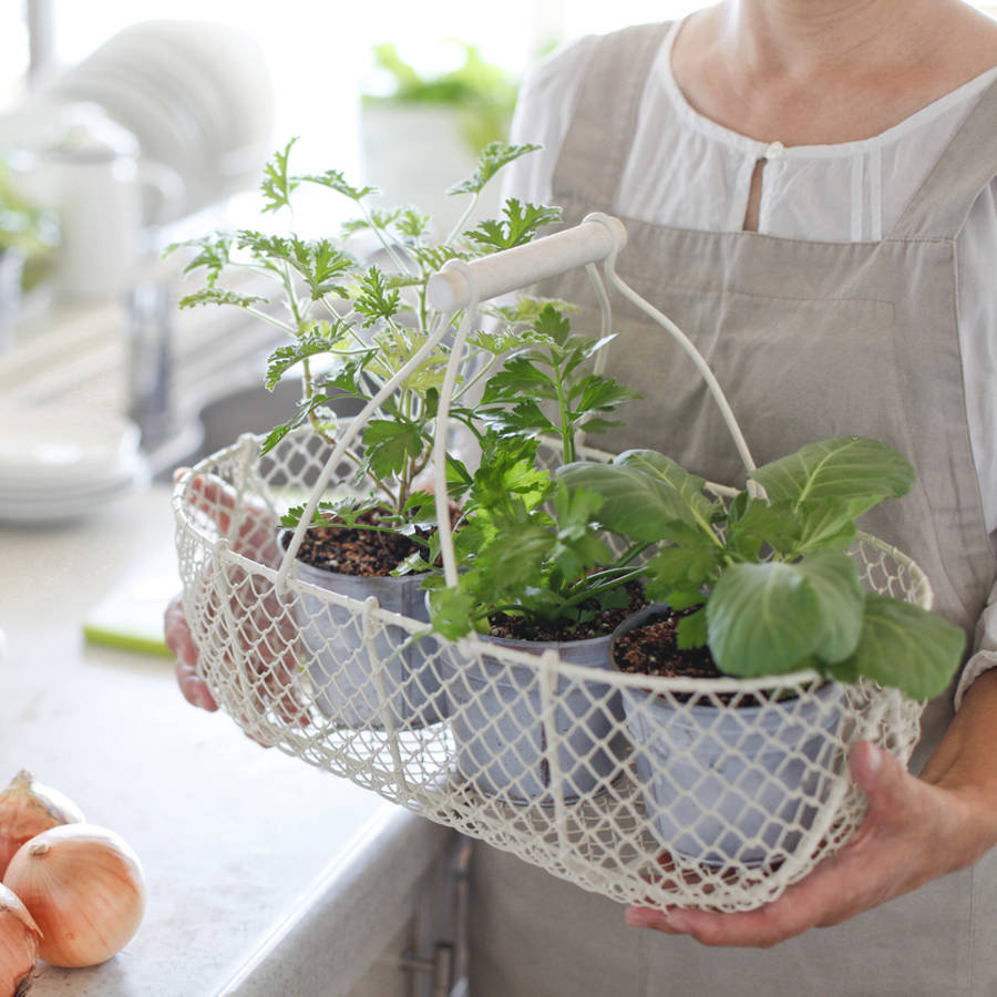 El abono facilísimo y barato que puedes hacer en casa para tus plantas con un solo ingrediente