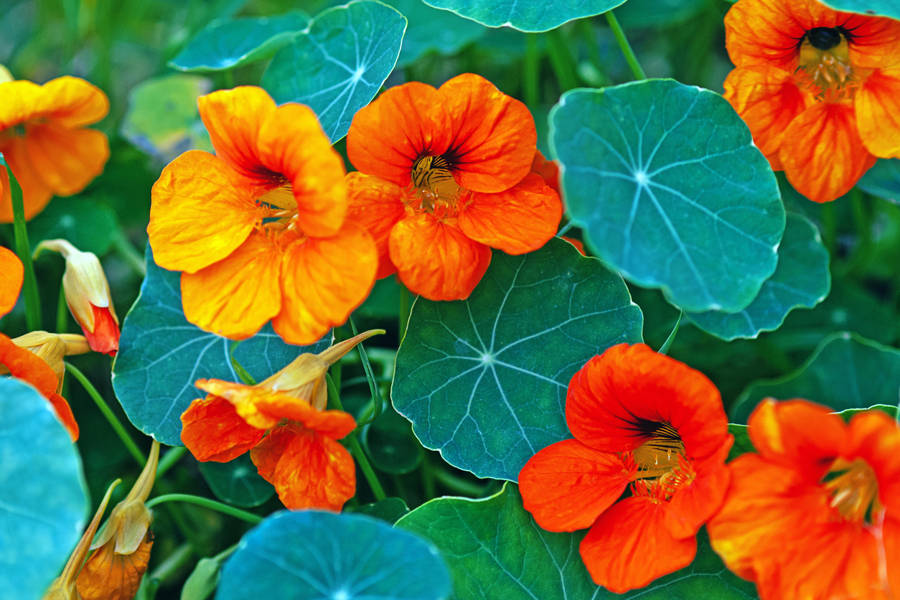 CAPUCHINA (TROPAEOLUM MAJUS)