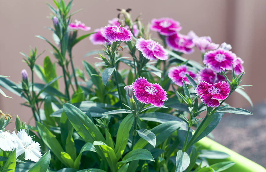 Clavel del poeta (Dianthus barbatus)