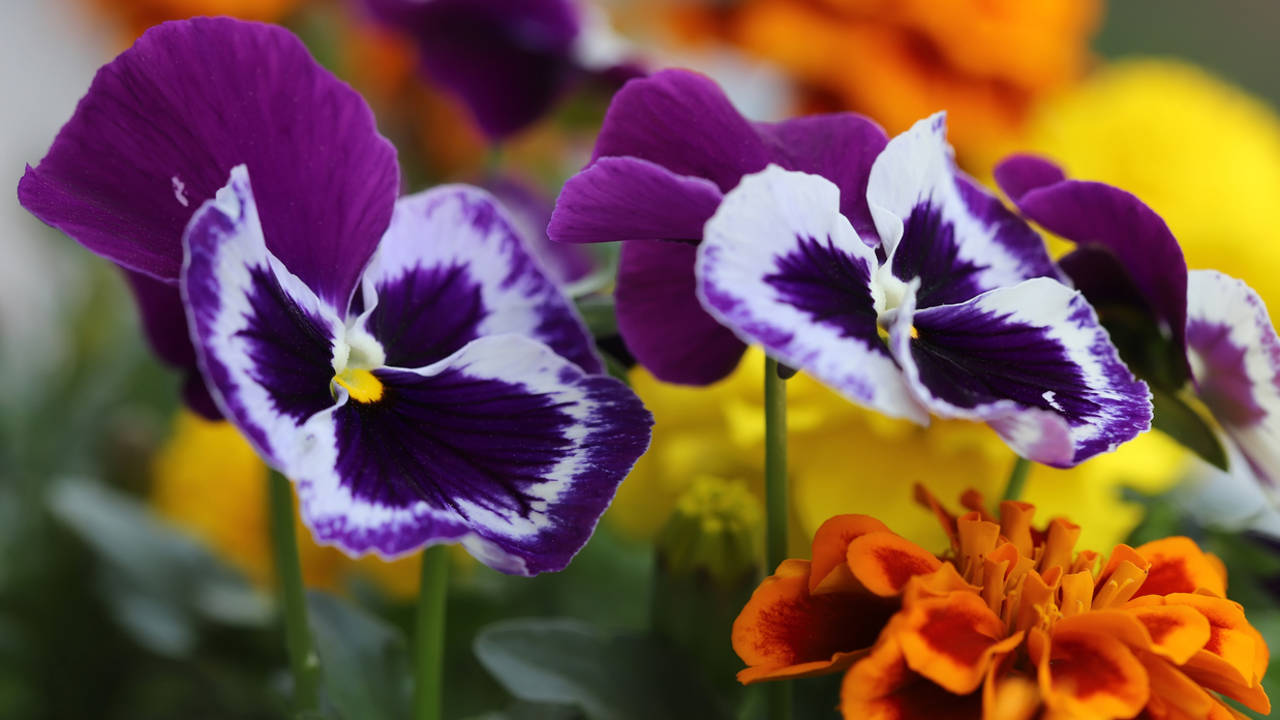 Flores de otoño