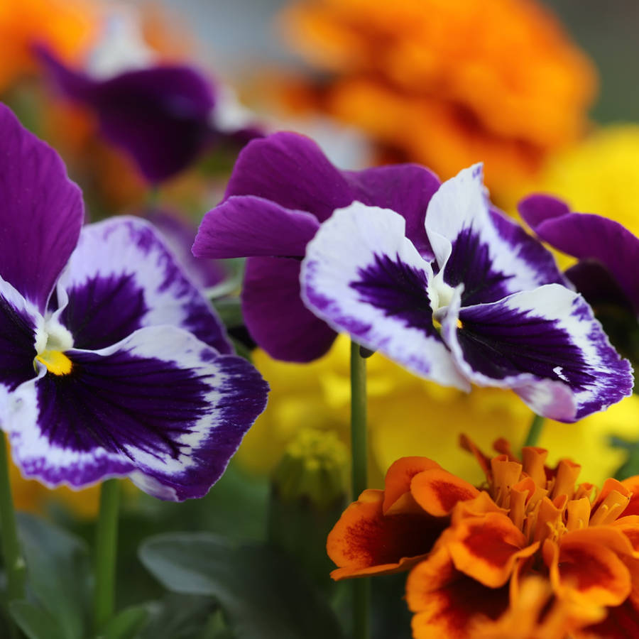 Flores de otoño