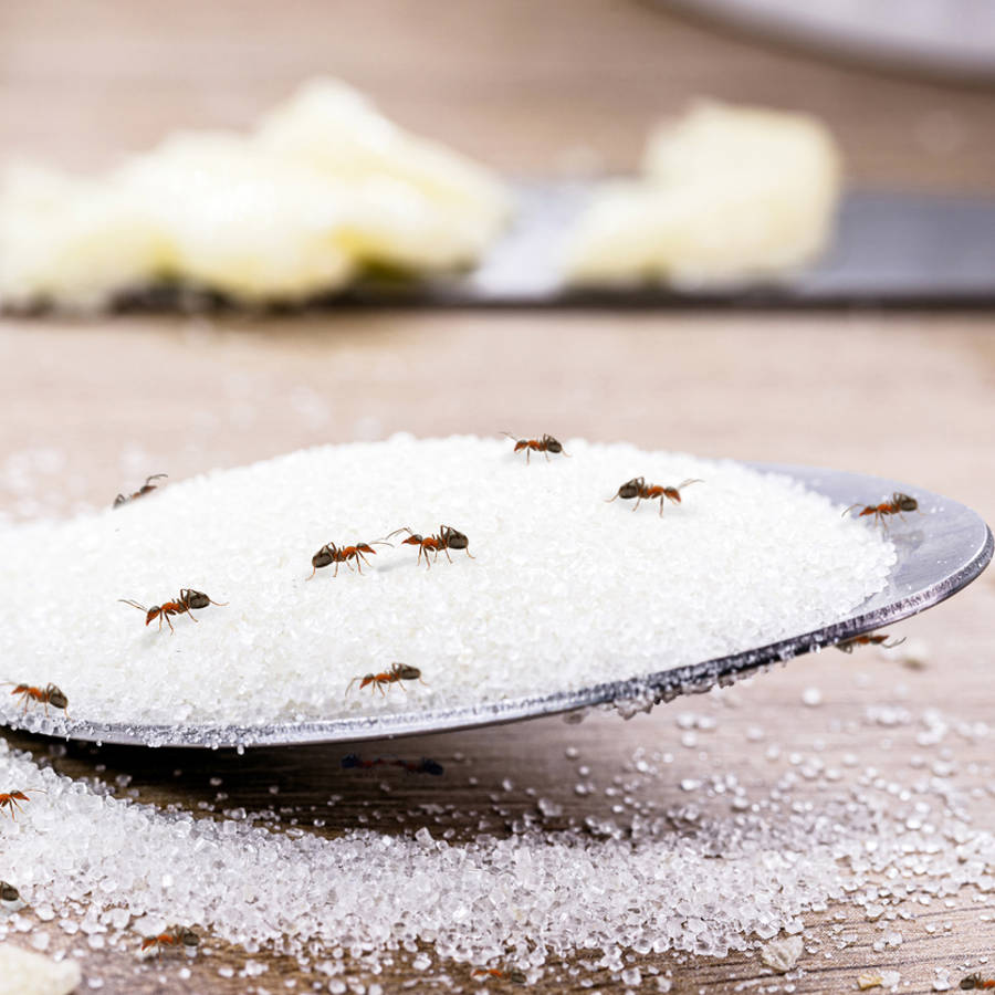 Cómo eliminar las hormigas con remedios caseros que ya tienes en la cocina