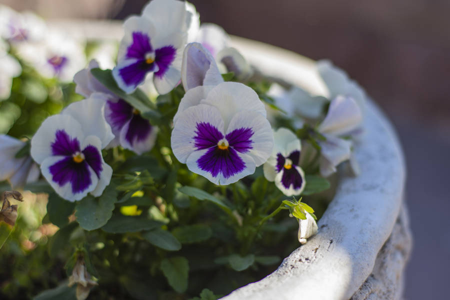 Pensamientos (Viola tricolor)