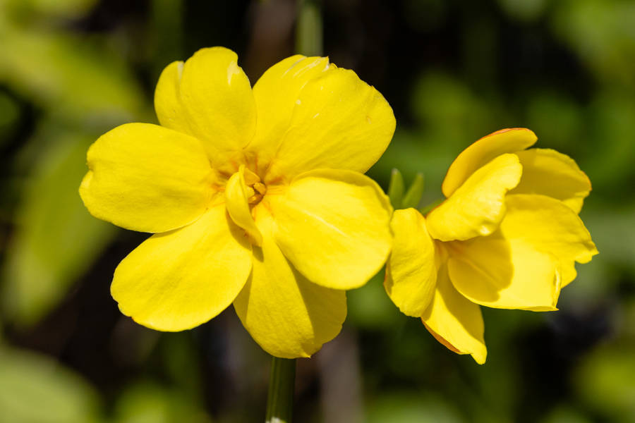 jazomín amarillo