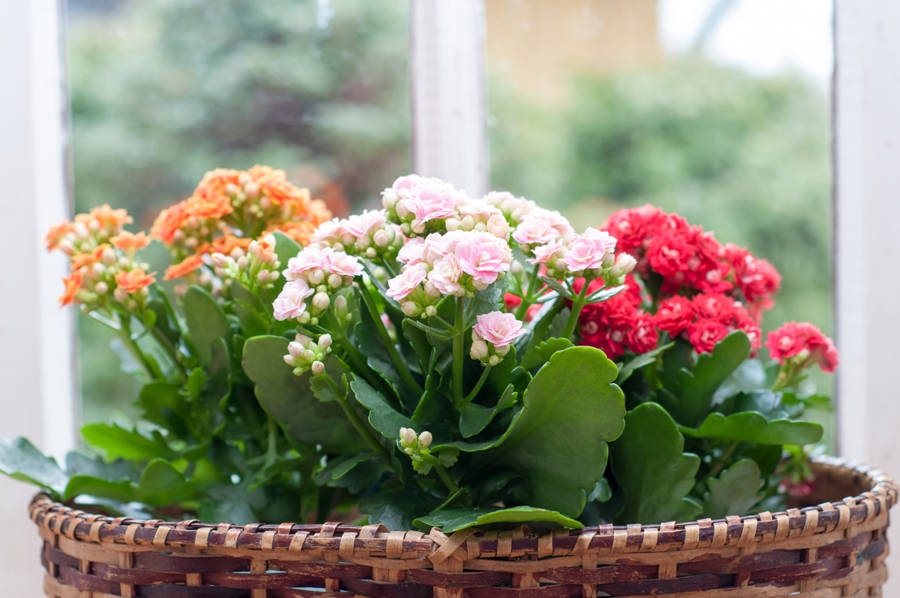 kalanchoe