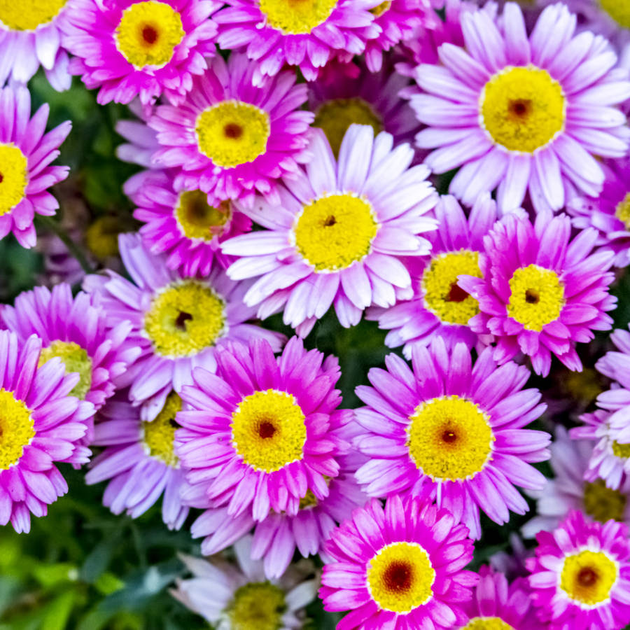 Jardín verde todo el año y con flores ahora: las 5 plantas perennes que florecen más bonitas en septiembre