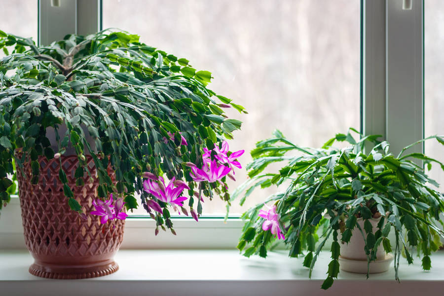 schlumbergera