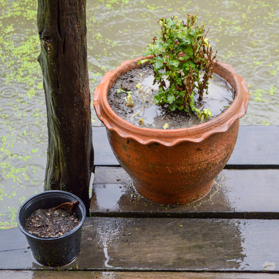 Cómo evitar que las plantas se encharquen y se echen a perder