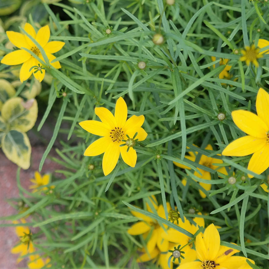 Plantas para jardín y balcón que requieren muy poco espacio y son muy fáciles de cuidar