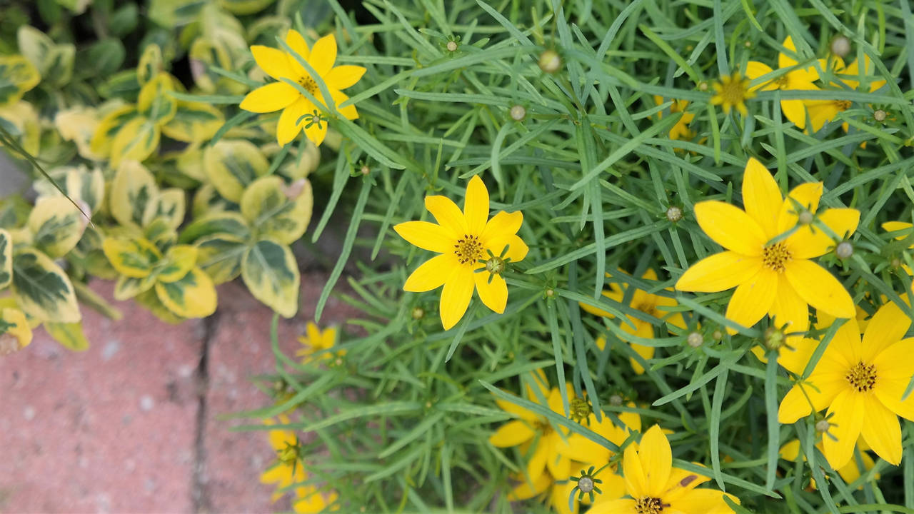 Coreopsis