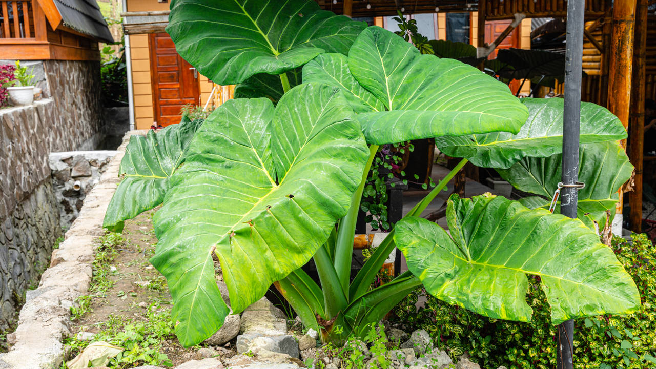 Alocasia macrorrhiza oreja de elefante marquesa