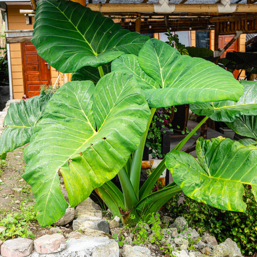 Alocasia macrorrhiza oreja de elefante marquesa