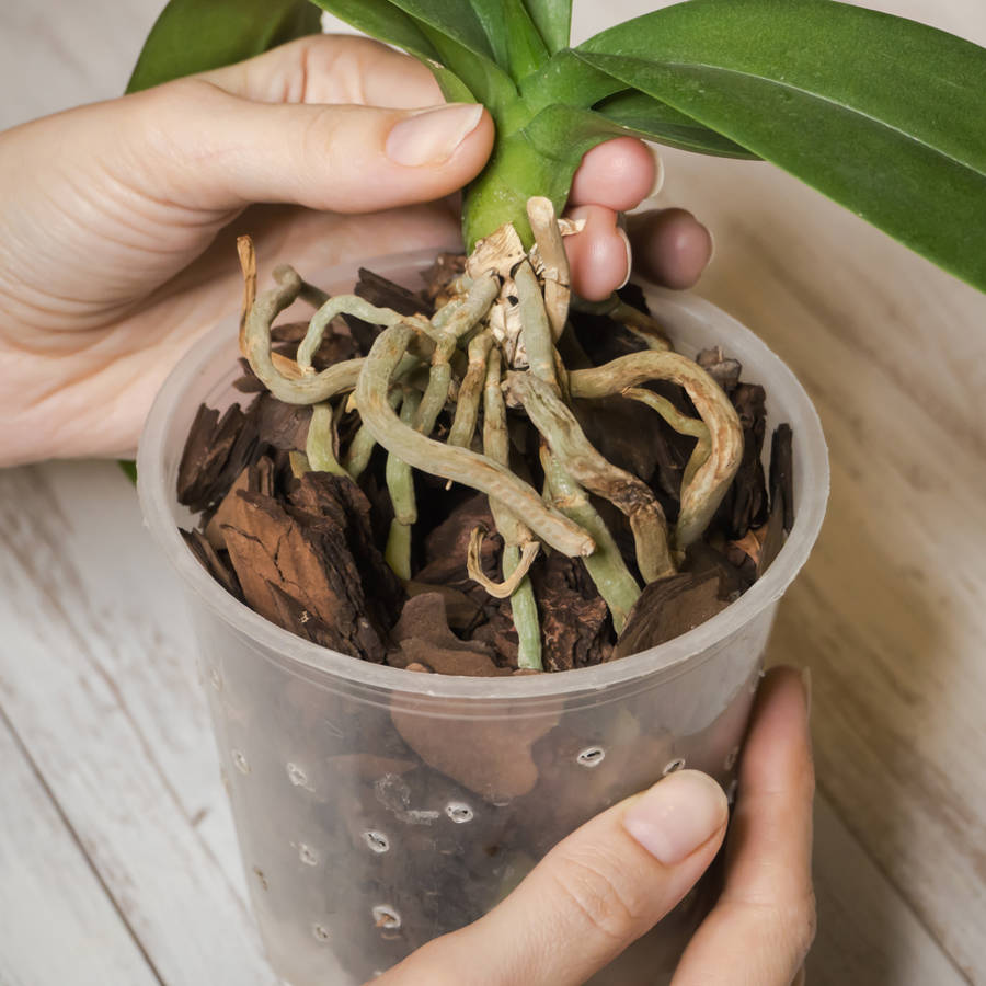 ¿Tengo que cortar las raíces aéreas de mis orquídeas?