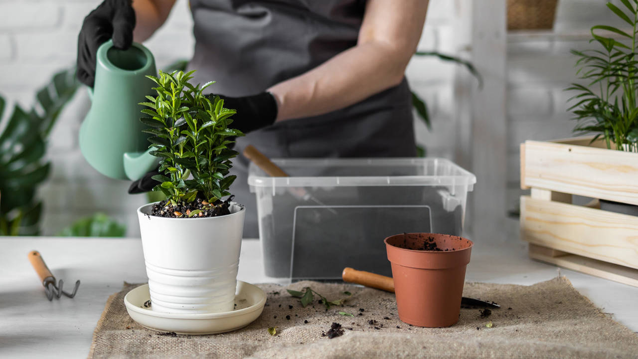 Abonar con fertilizante líquido