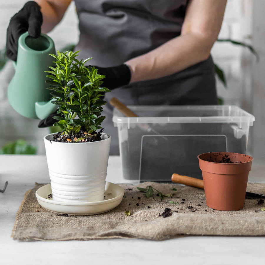 Agua de arroz para las plantas: un abono barato y fácil de hacer que tus plantas adorarán