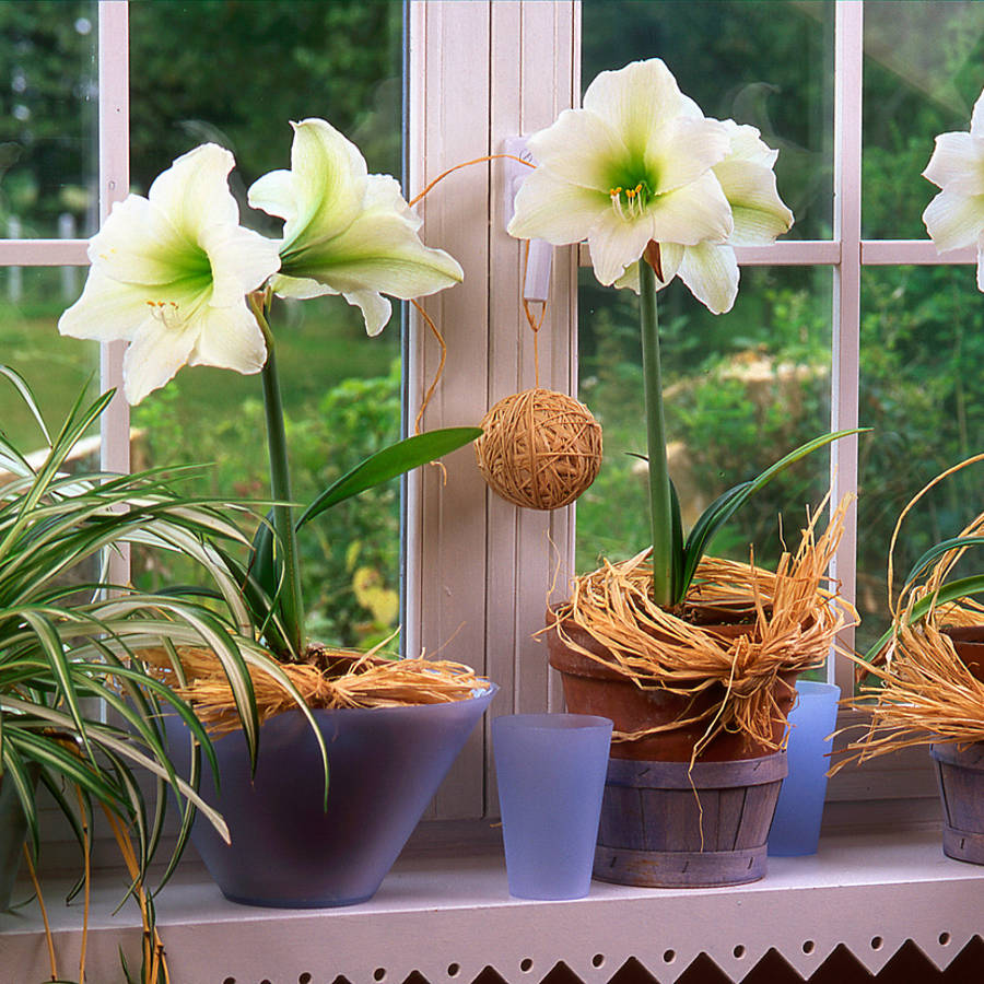 Las mejores flores que puedes poner en el alféizar de tus ventanas para alegrar la casa en otoño e invierno