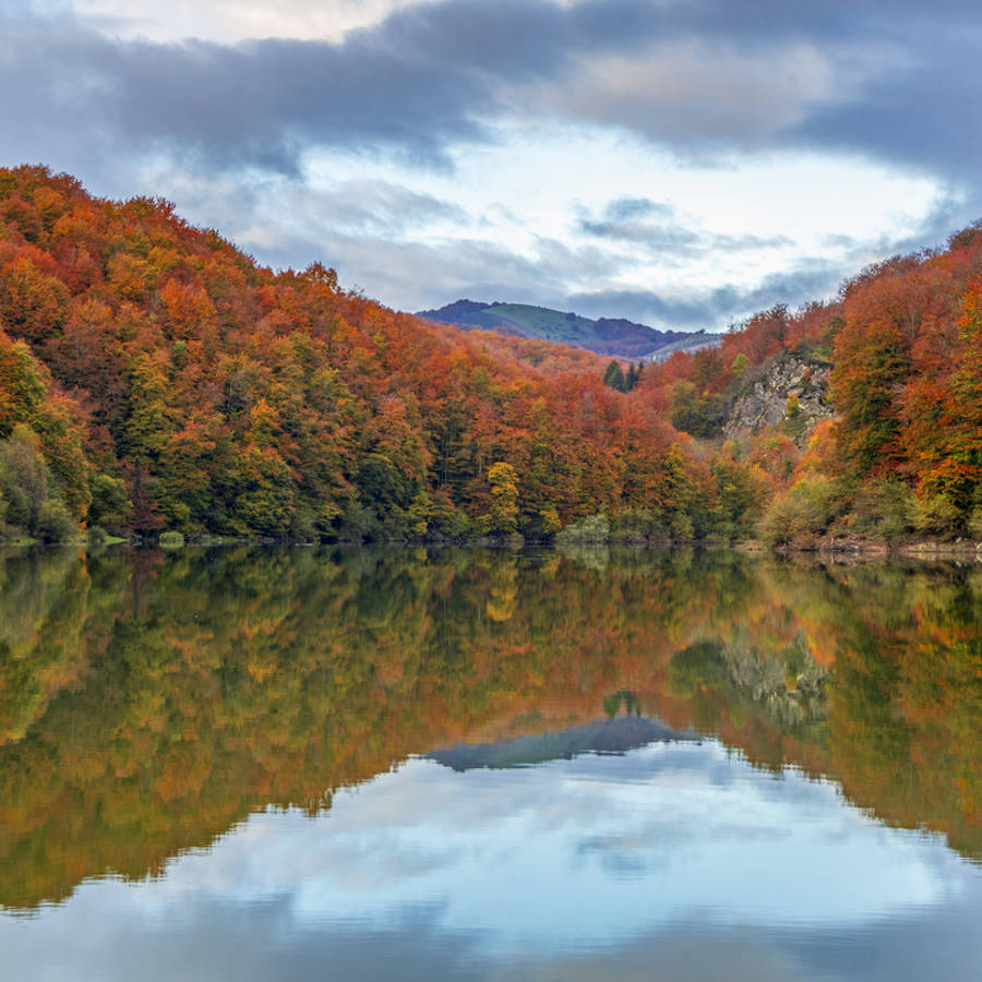 Los 5 hayedos más bonitos de España para hacer una escapada en otoño y darte un baño de bosque