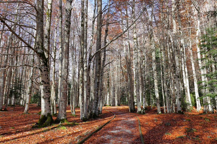 Valle de Ordesa