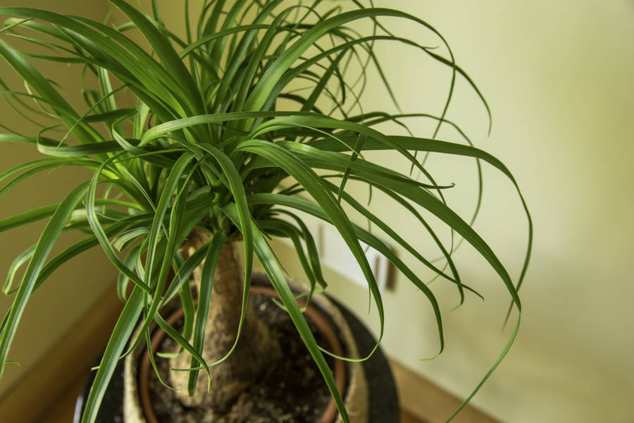 palmera botella