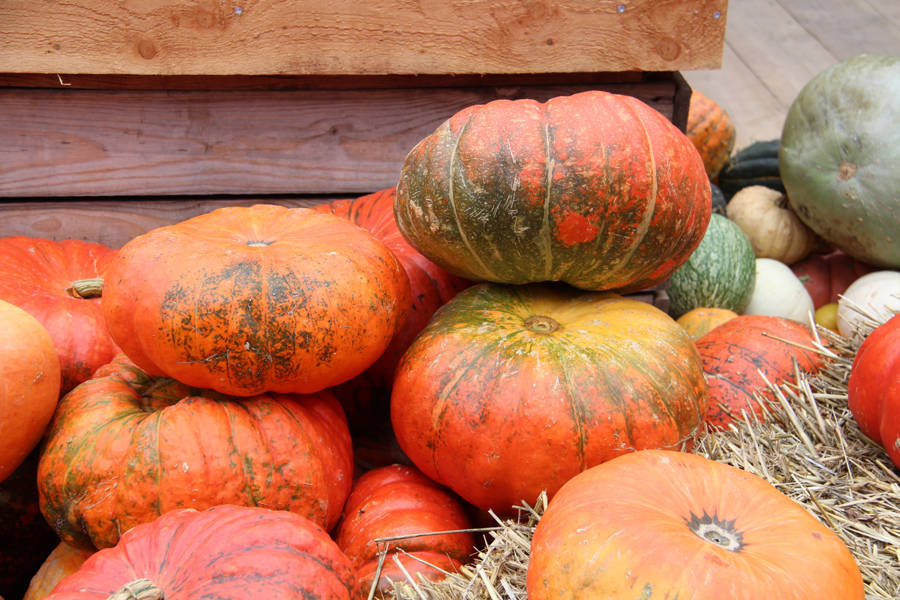 Calabazas de invierno