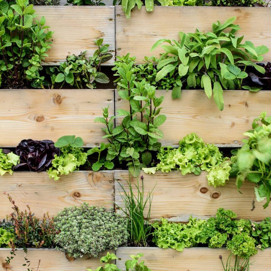 Cómo hacer tu propio un jardín vertical comestible: 6 combinaciones de plantas que funcionan